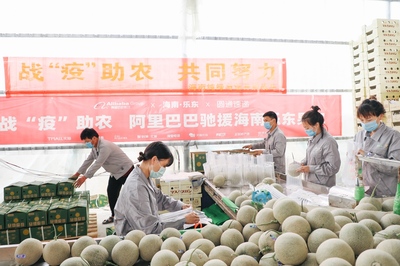 愛心助農(nóng)打通產(chǎn)銷路，阿里巴巴“搶收”滯銷農(nóng)產(chǎn)品直供北上廣