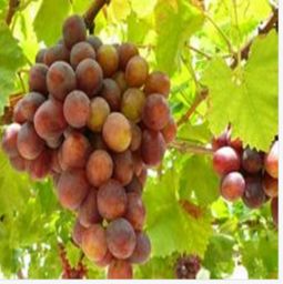 探索天狼網 糧油水果、肉菜水產到百大行業一站式供應商機